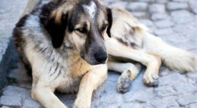 ADOTTA UN CANE E HAI LO SCONTO SULLA TARI