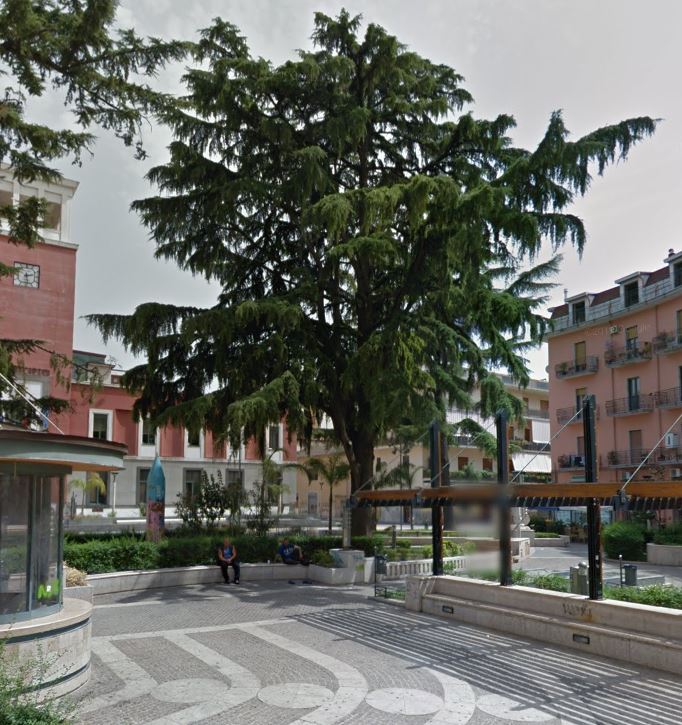 Interventi arboricolturali sui cedri di Piazza Aldo Moro e Piazza della Repubblica